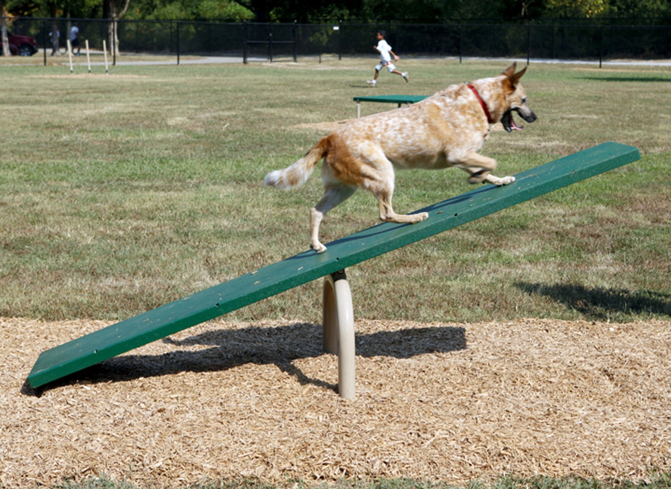 Teeter Totter - Dog Park Equipment - All People Can Play,