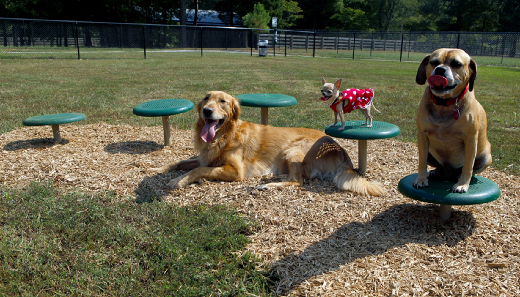 Stepping Paws - Dog Park Equipment - All People Can Play,