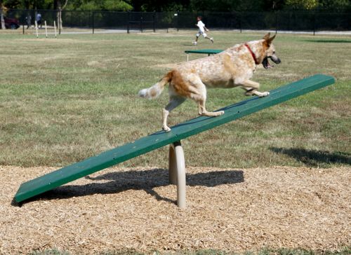 Teeter Totter - Dog Park Equipment - All People Can Play