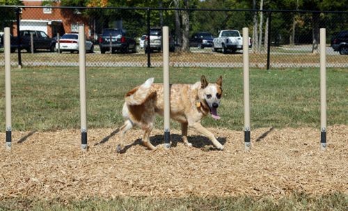 Weave Posts - Dog Park Equipment - All People Can Play
