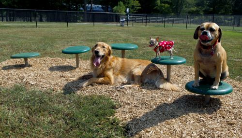 Stepping Paws - Dog Park Equipment - All People Can Play